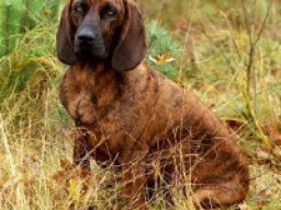 chien_de_recherche_au_sang_de_hanovre_20211129_1969961789